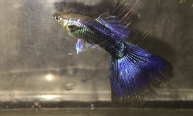 Pusiau juoda violetinė guppy