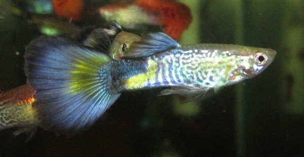 Mėlyna kobros guppy