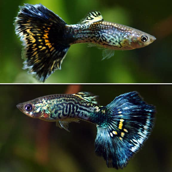 Mėlynos kobros guppies.