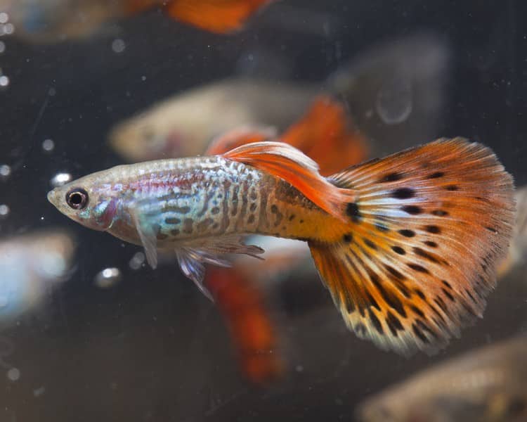 Patinas raudonos kobros guppy.