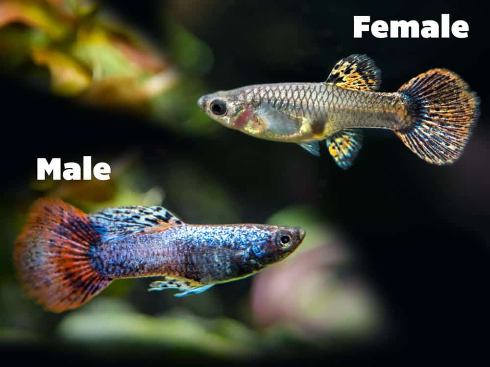 Moteriškos ir vyriškos purpurinės guppies.
