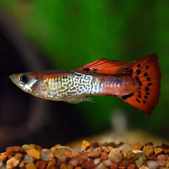 Raudona kobros guppy.
