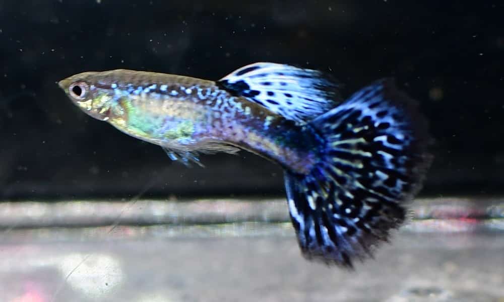 Violetinė kobra Guppy.