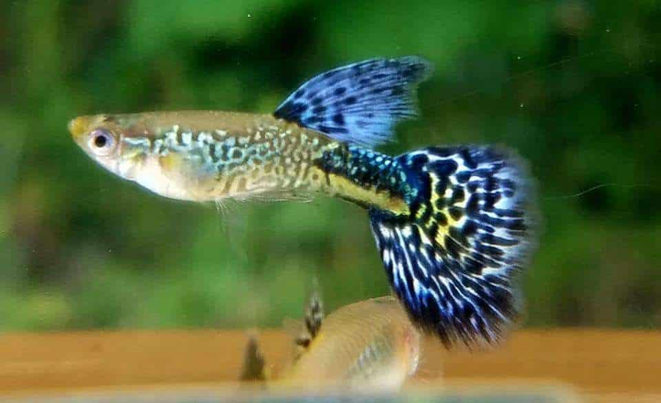 Violetinė kobra Guppy.