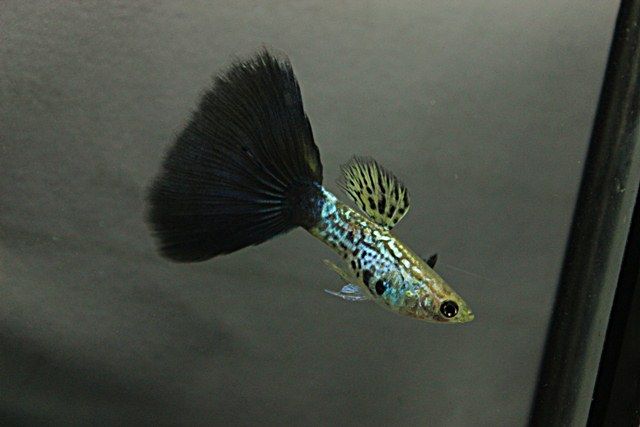 Juodoji „Cobra Guppy“.