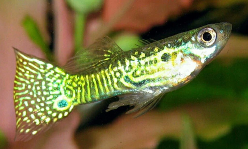 Auksinė gyvatės odos guppy.