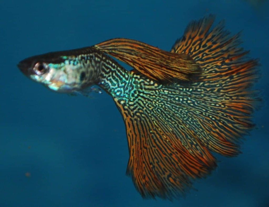 Raudona gyvatės odos guppy.