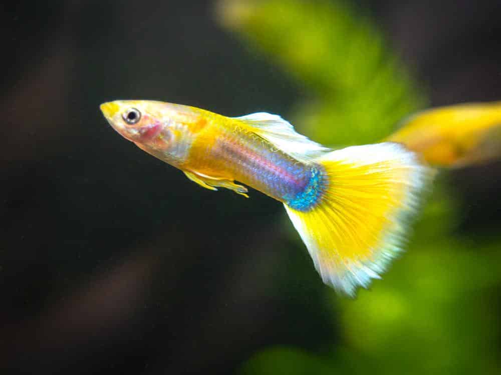 Geltonasis smokingas guppy.
