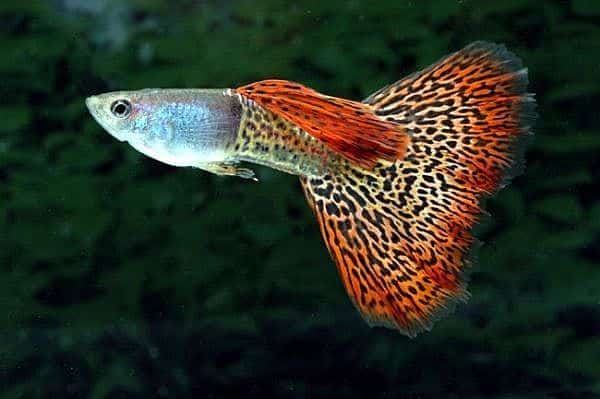 Leopardo uodegos guppy.