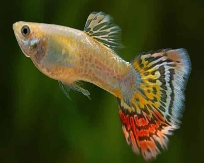 Geltona leopardo uodegos guppy.