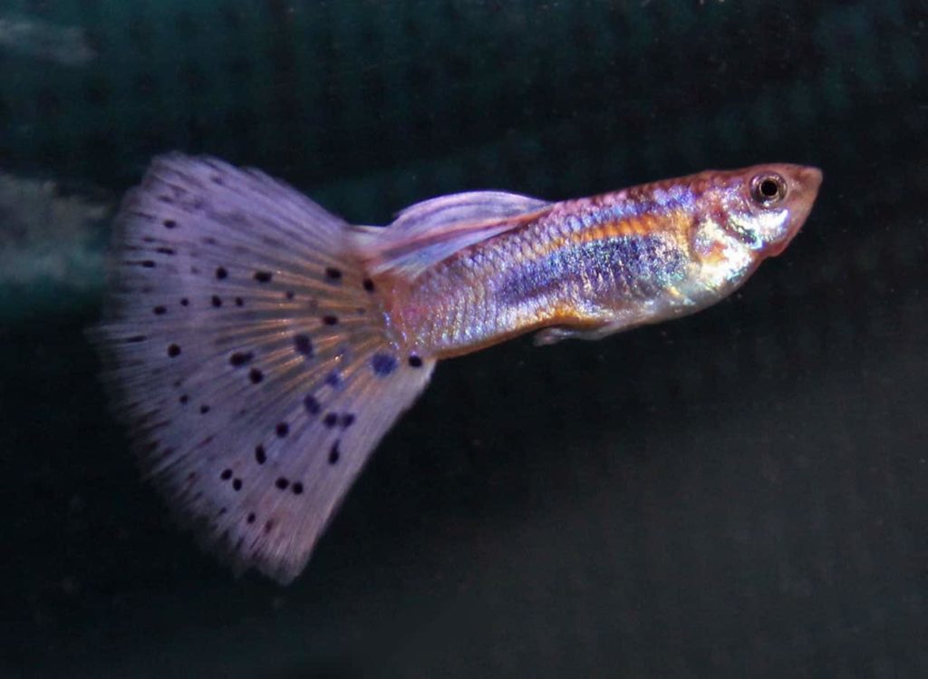 Violetinė žolės uodegos guppy