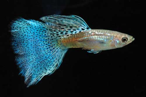 Mėlynos žolės uodegos guppy.