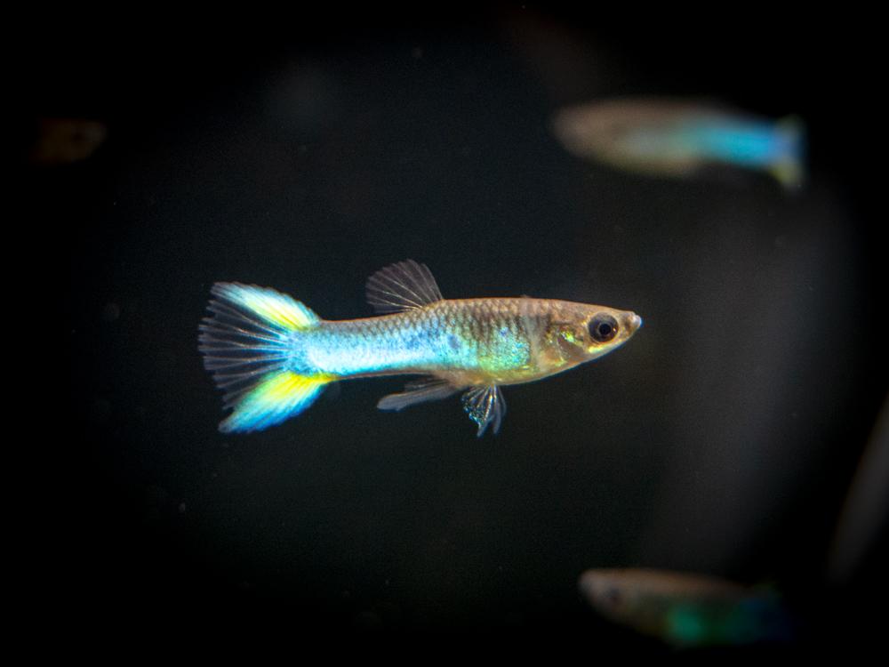„Sky Blue Endler Guppy“.