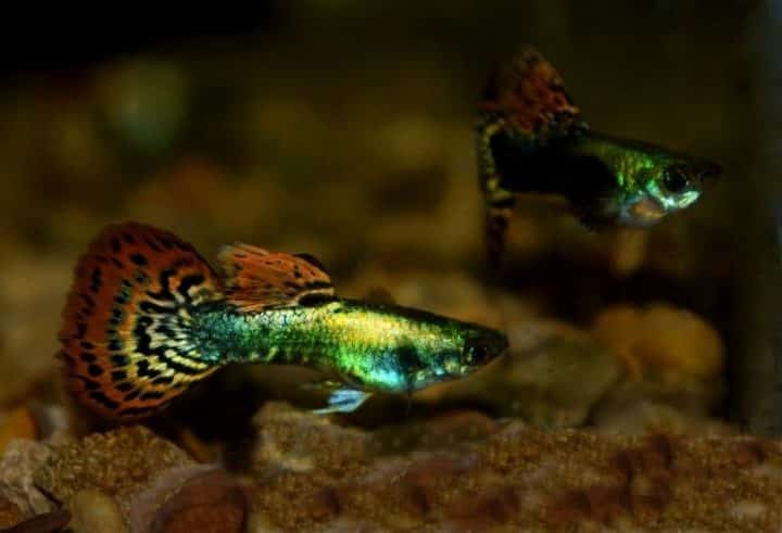 Metalo mozaikos uodegos guppy.