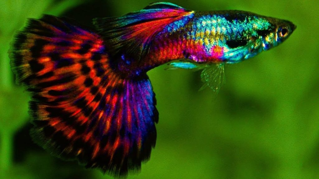 Raudonos platinos mozaikos uodegos guppy.
