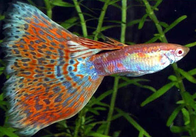 „Delta Tail Guppy“.
