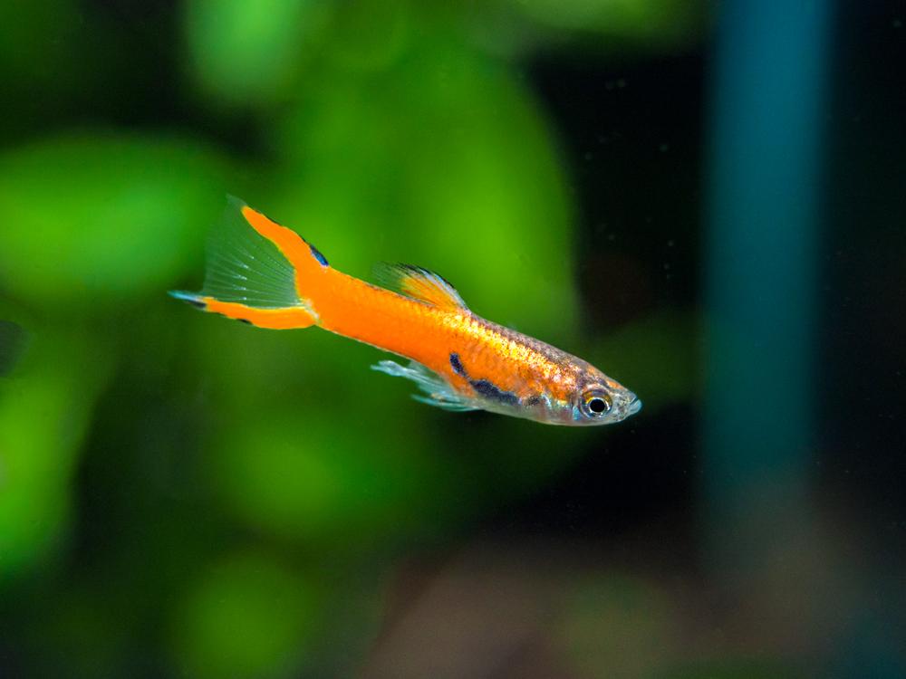 Raudonasis Endleris Guppy.