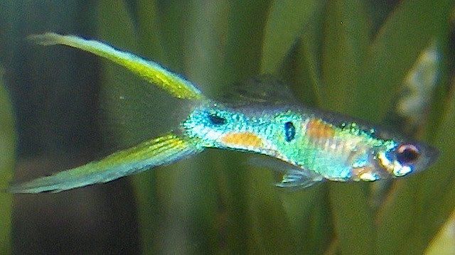 Lyros uodegos guppy