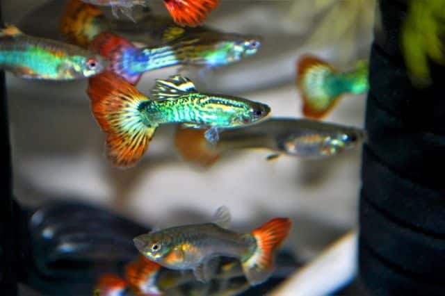 Gaisro uodega Guppy