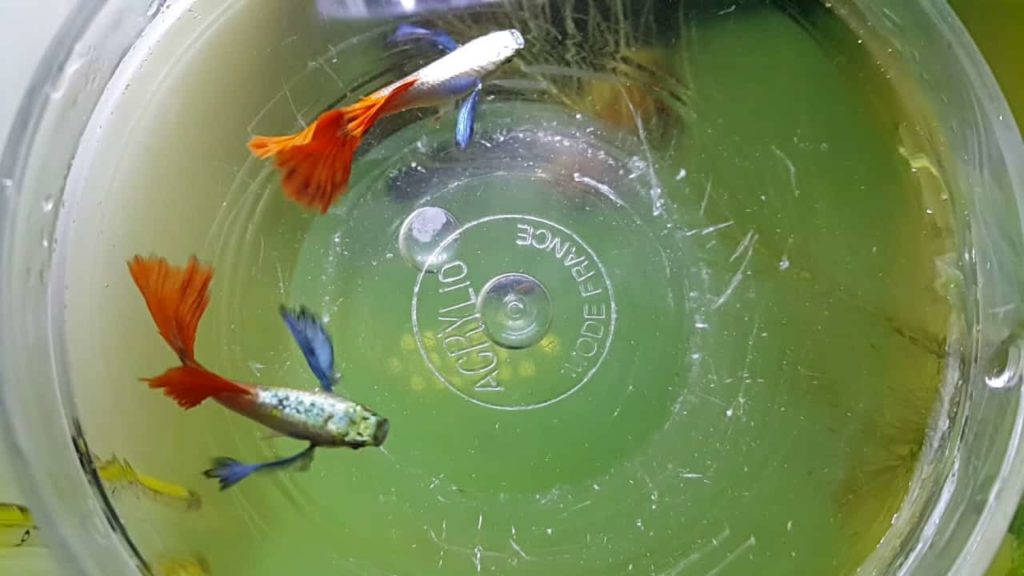 Platinos firetail guppy