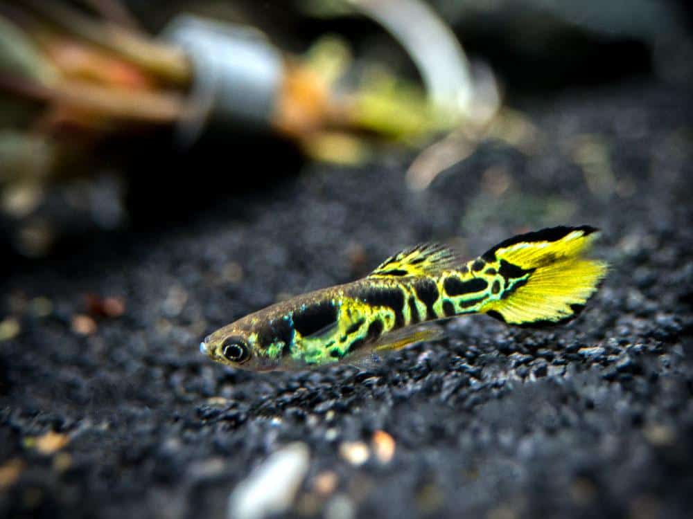 Geltonasis „Endler Guppy“.