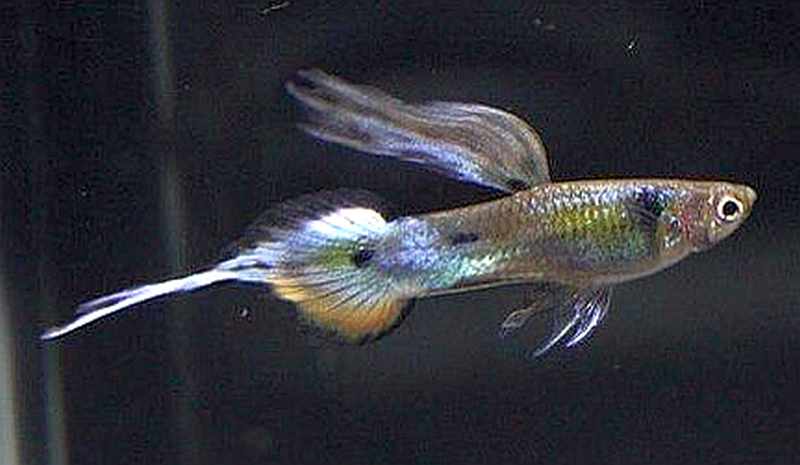 Smeigtuko uodegos uodegos guppy