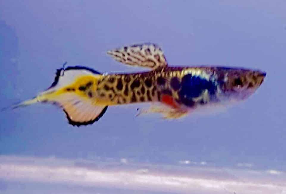 "Pin Tail Guppy".