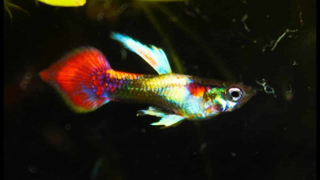 „Tuxedo Spear Tail Metallic Guppy“