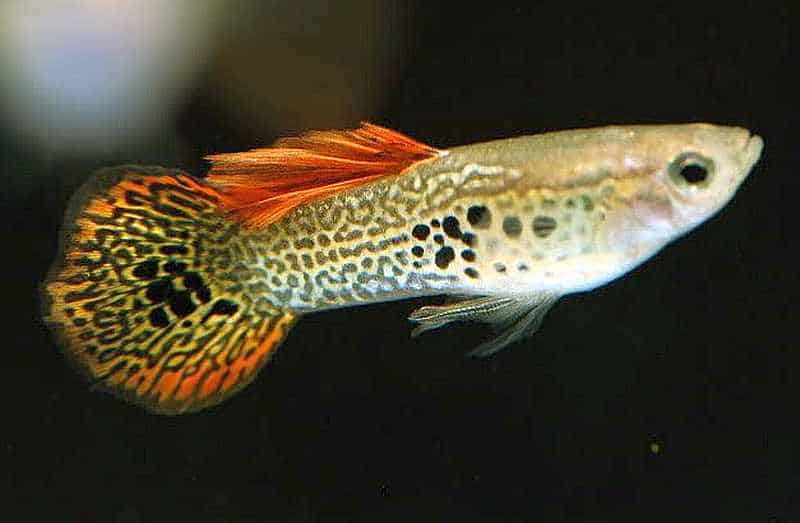 Apvali uodega Guppy