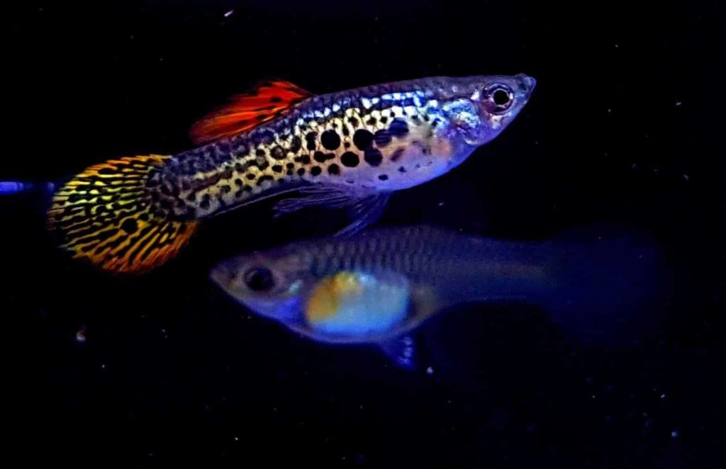 Apvalios uodegos guppy.