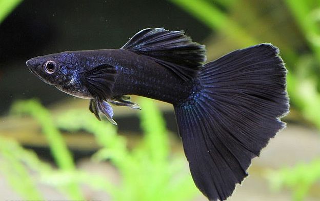 Juodoji guppy.