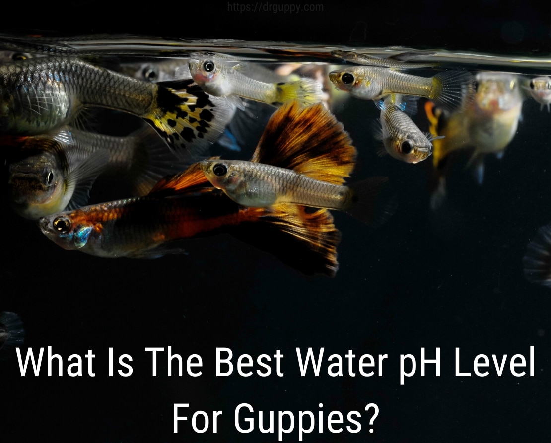 Guppy Fish vandens PH lygis - idealus skaičius