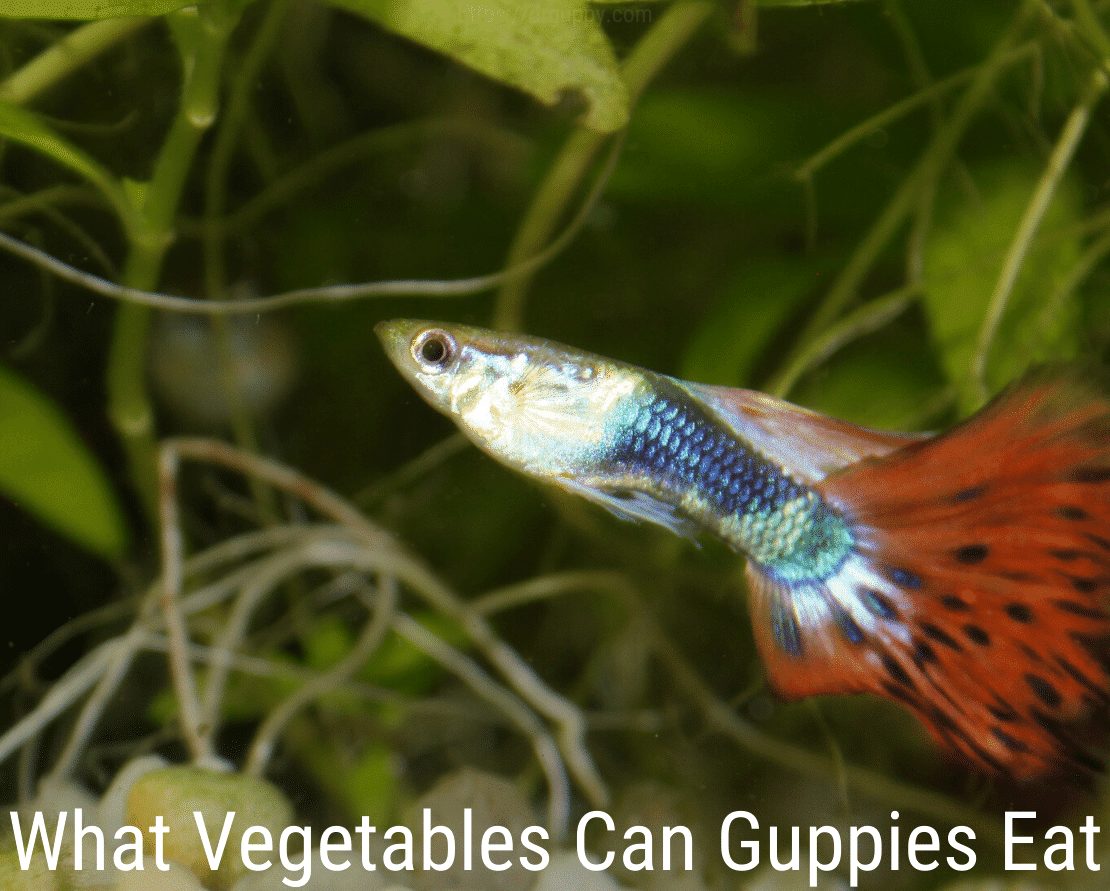 Kokias daržoves gali valgyti guppies