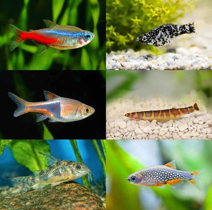 Geriausi „Betta“ tankų draugai