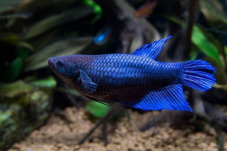 Patelė Betta Fish