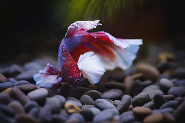 Betta Fish plaukimas