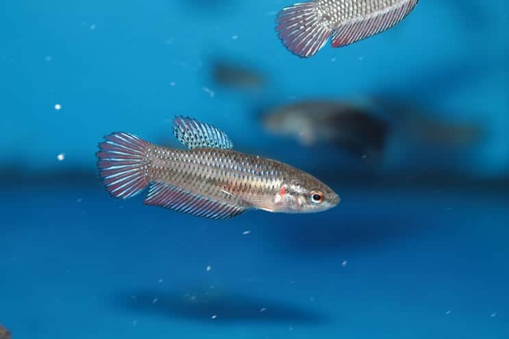 Betos korporacija