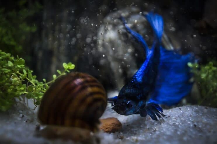 Betta ir Sraigė