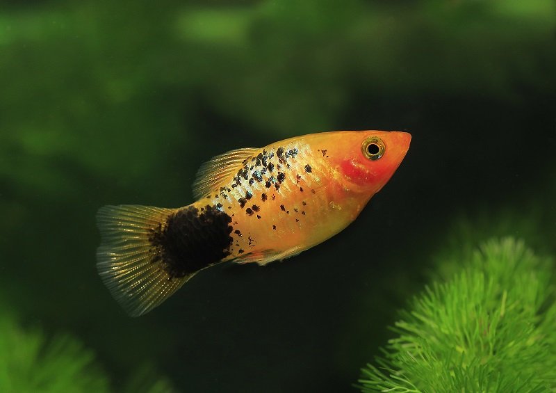„A-Guide-to-Fin-Rot“ gydymas