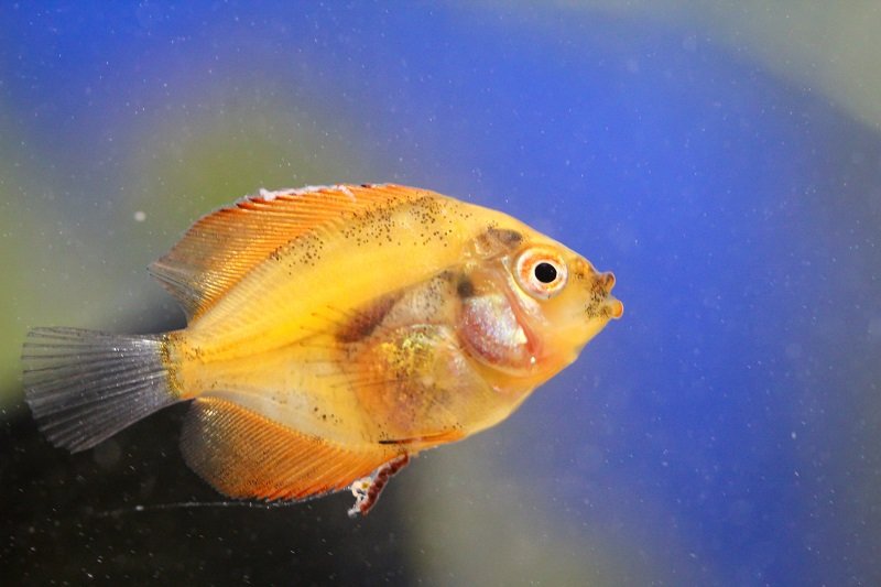 „A-Guide-to-Fin-Rot“ gydymas