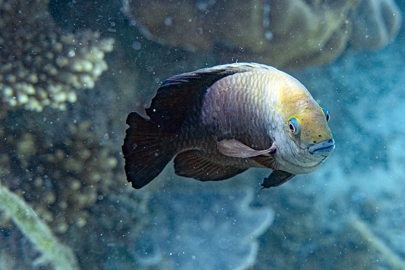 „A-Guide-to-Fin-Rot“ gydymas