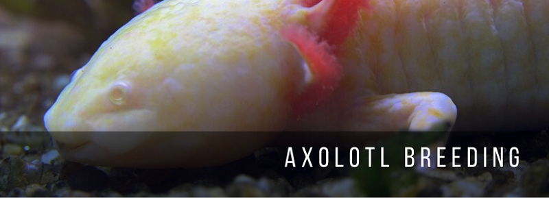 „Axolotl“ veisimas
