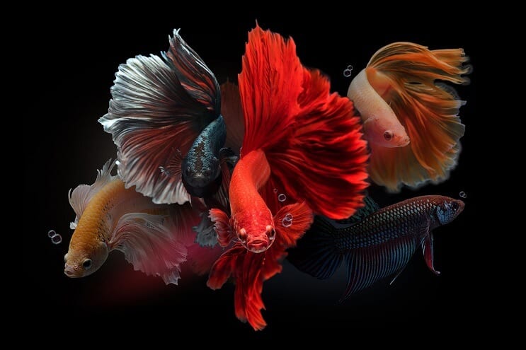 Vyras Bettas