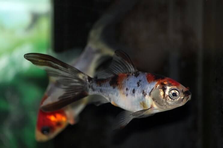 „Shubunkin Goldfish“