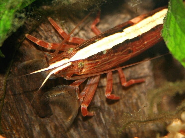 Bambuko krevetės
