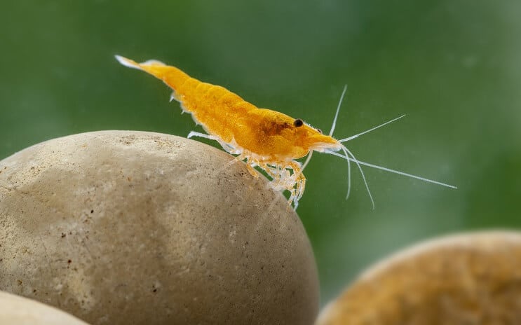 Neocaridina krevetės