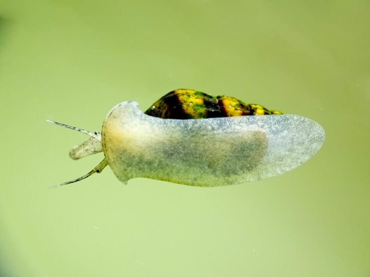 Žudikas sraigė akvariume
