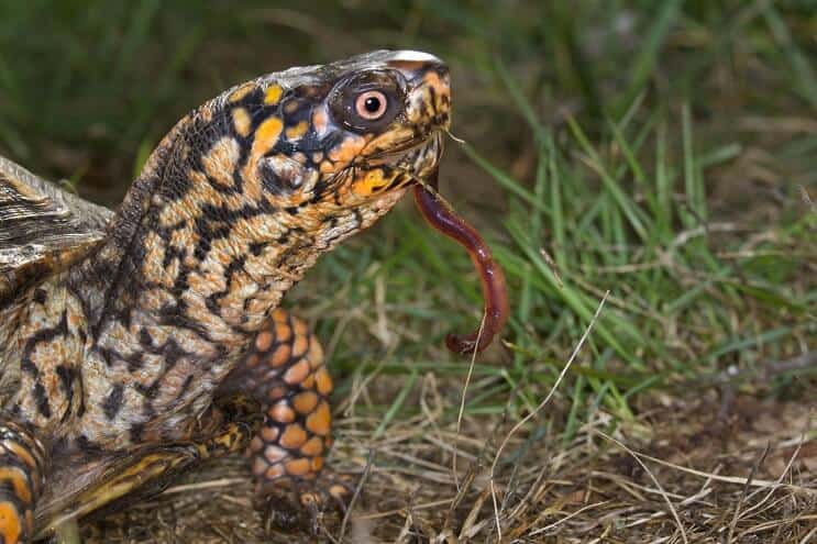 Rytų dėžutės vėžlių dieta