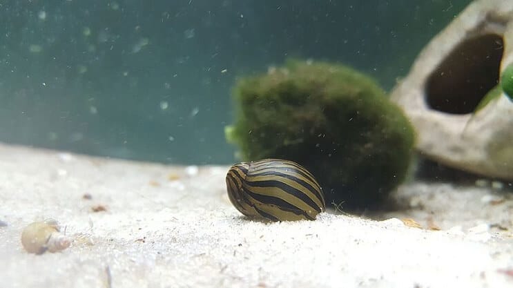 „Zebra Nerite“ sraigė cisternoje