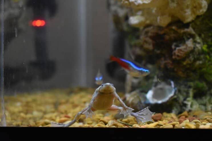 Afrikos nykštukų varlė ir Neonas Tetra
